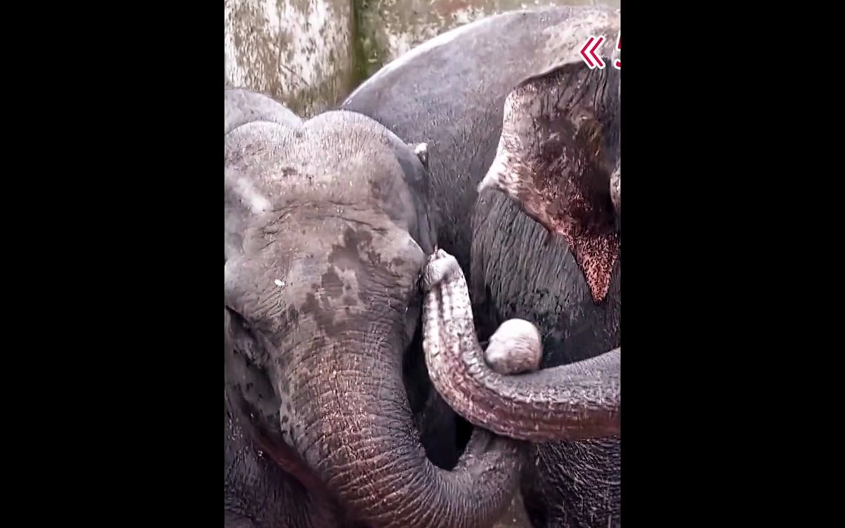 关于云南野象主场告捷，实力不容小视的信息